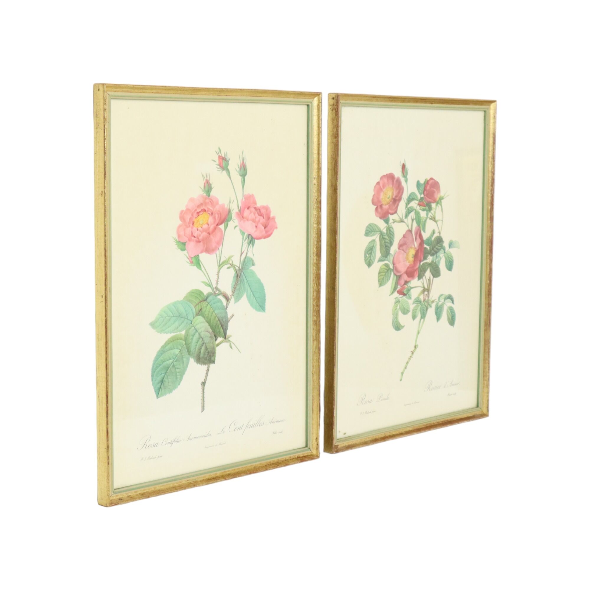 Vintage sixties roses framed botanical print cards p.j. redoute 42x32cm