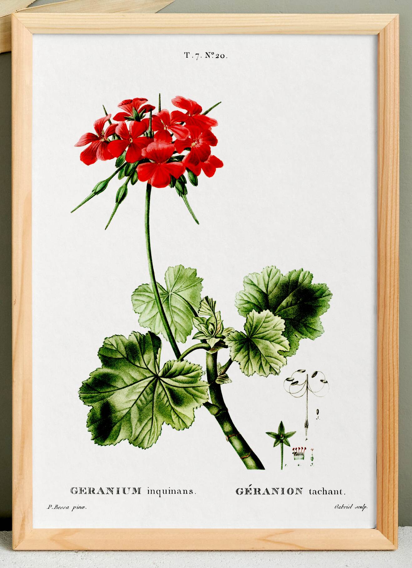 Poster about Geraniums, based on an old engraving from 1802