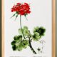 Poster about Geraniums, based on an old engraving from 1802