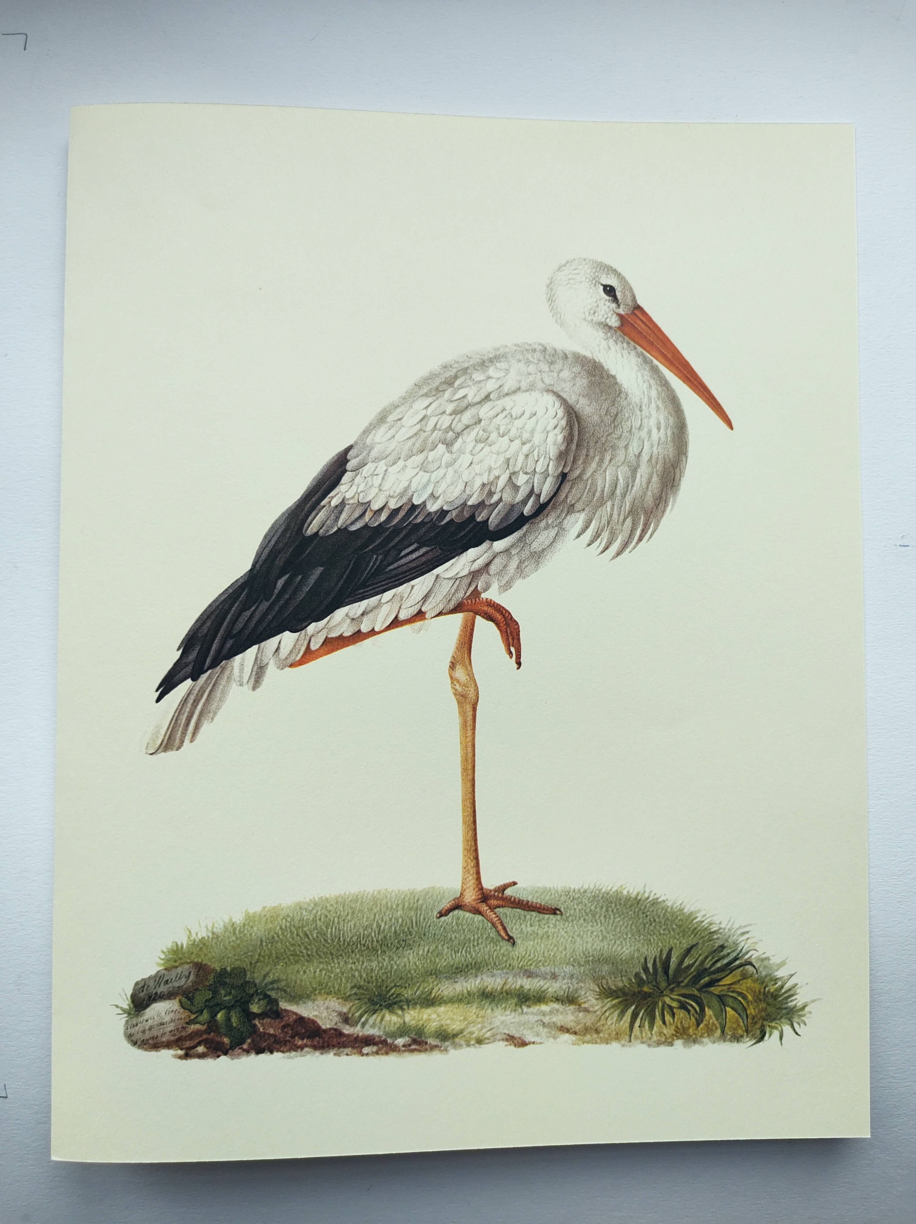 Old plate - White stork - Vintage zoological and ornithological illustration from 1970. Bird