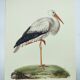 Old plate - White stork - Vintage zoological and ornithological illustration from 1970. Bird