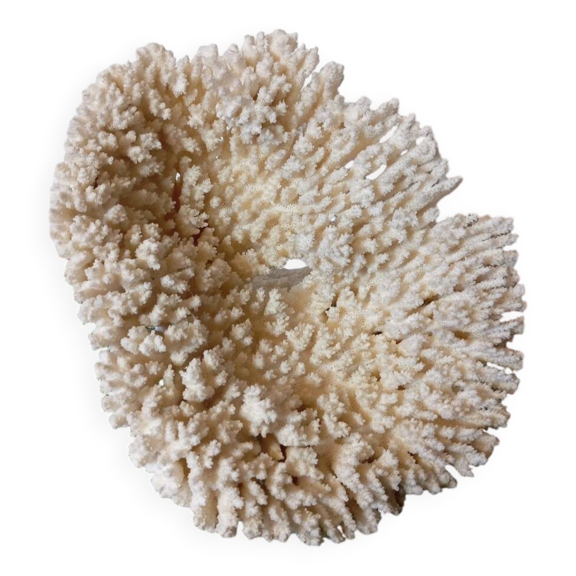 Old white coral
