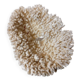 Old white coral