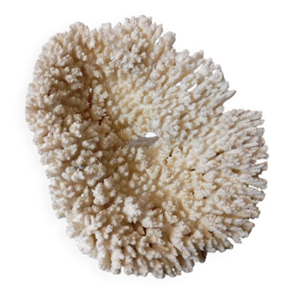 Old white coral