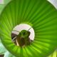 Vintage Steinhauer space age green pendant light