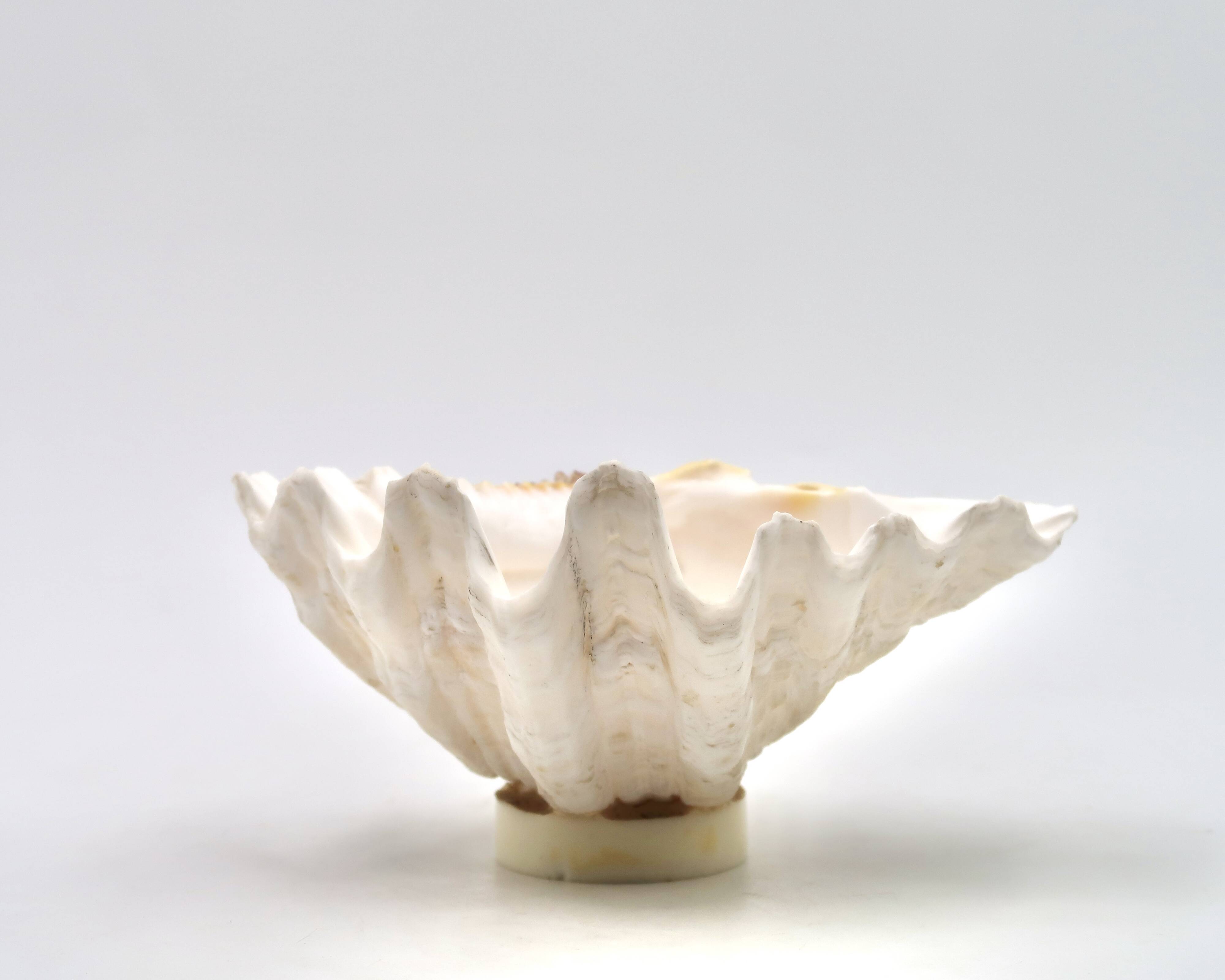 Natural shell catchall, 1970s.