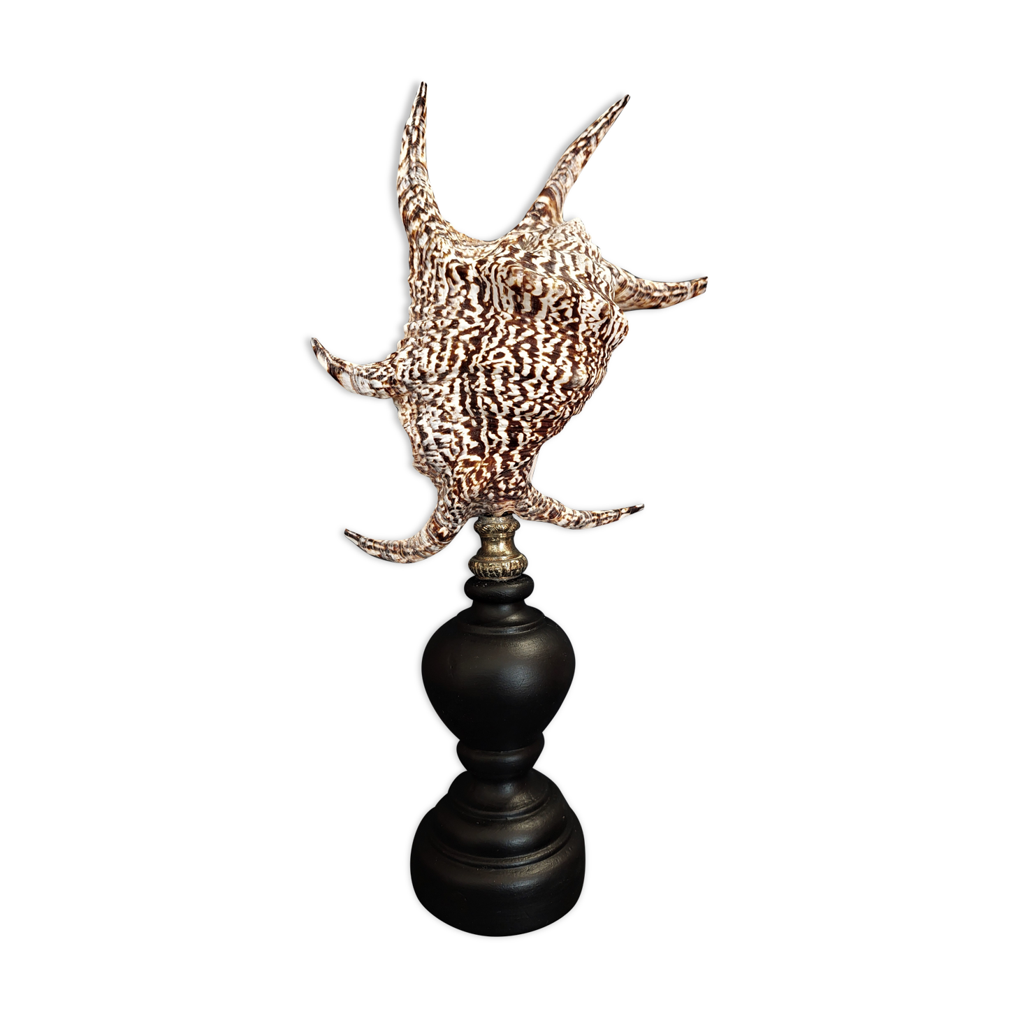 Cabinet of Curiosities shell harpago chiragra on base