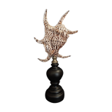 Cabinet of Curiosities shell harpago chiragra on base