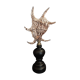 Cabinet of Curiosities shell harpago chiragra on base