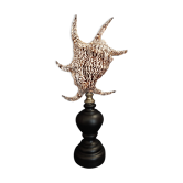 Cabinet of Curiosities shell harpago chiragra on base
