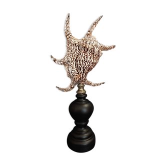 Cabinet of Curiosities shell harpago chiragra on base