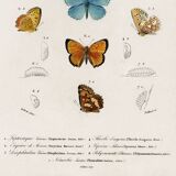 Poster about butterflies, based on an old engraving from 1849.