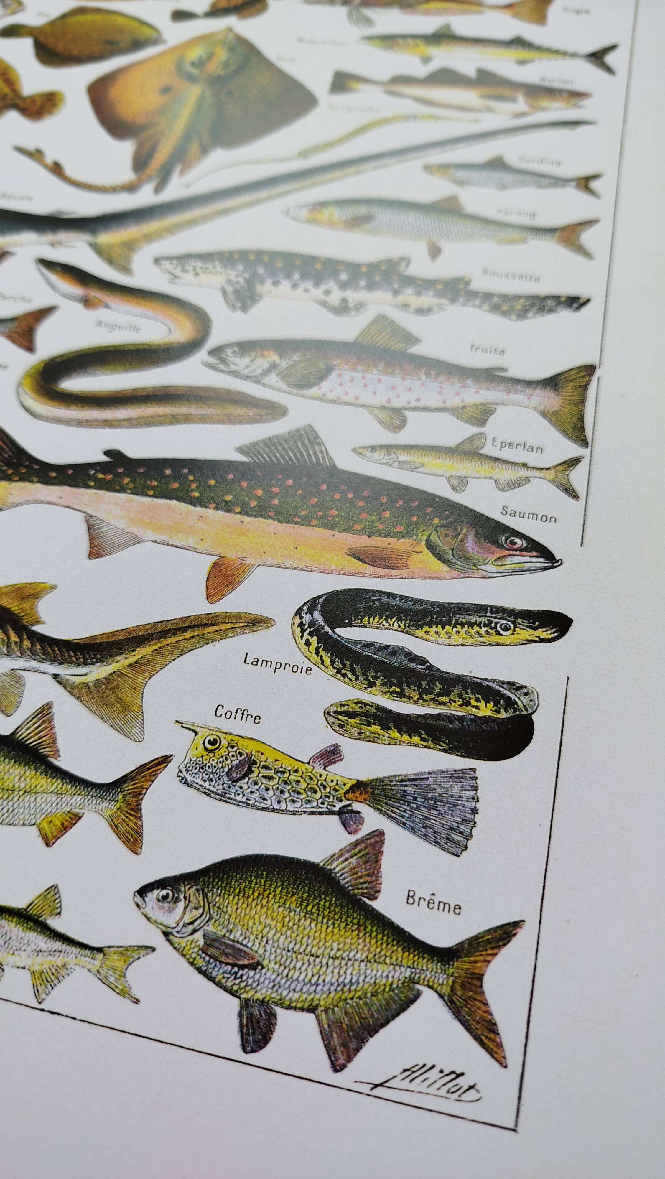 Affiche sur les poissons, d'après une lithographie de 1922
