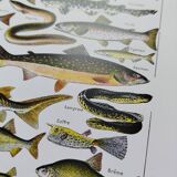 Fish poster, based on a 1922 lithograph