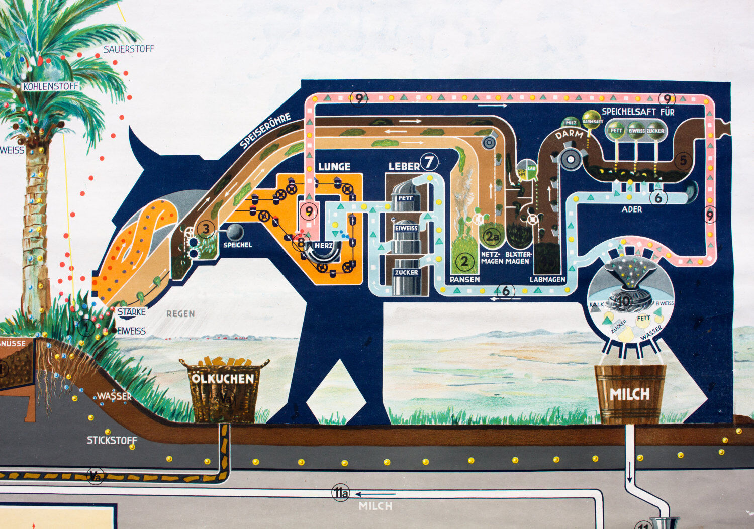 Educational poster from the 1956 factory