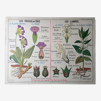 Mdi poster: primulaceae and the potato: solaneae