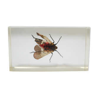 Vintage resin insect