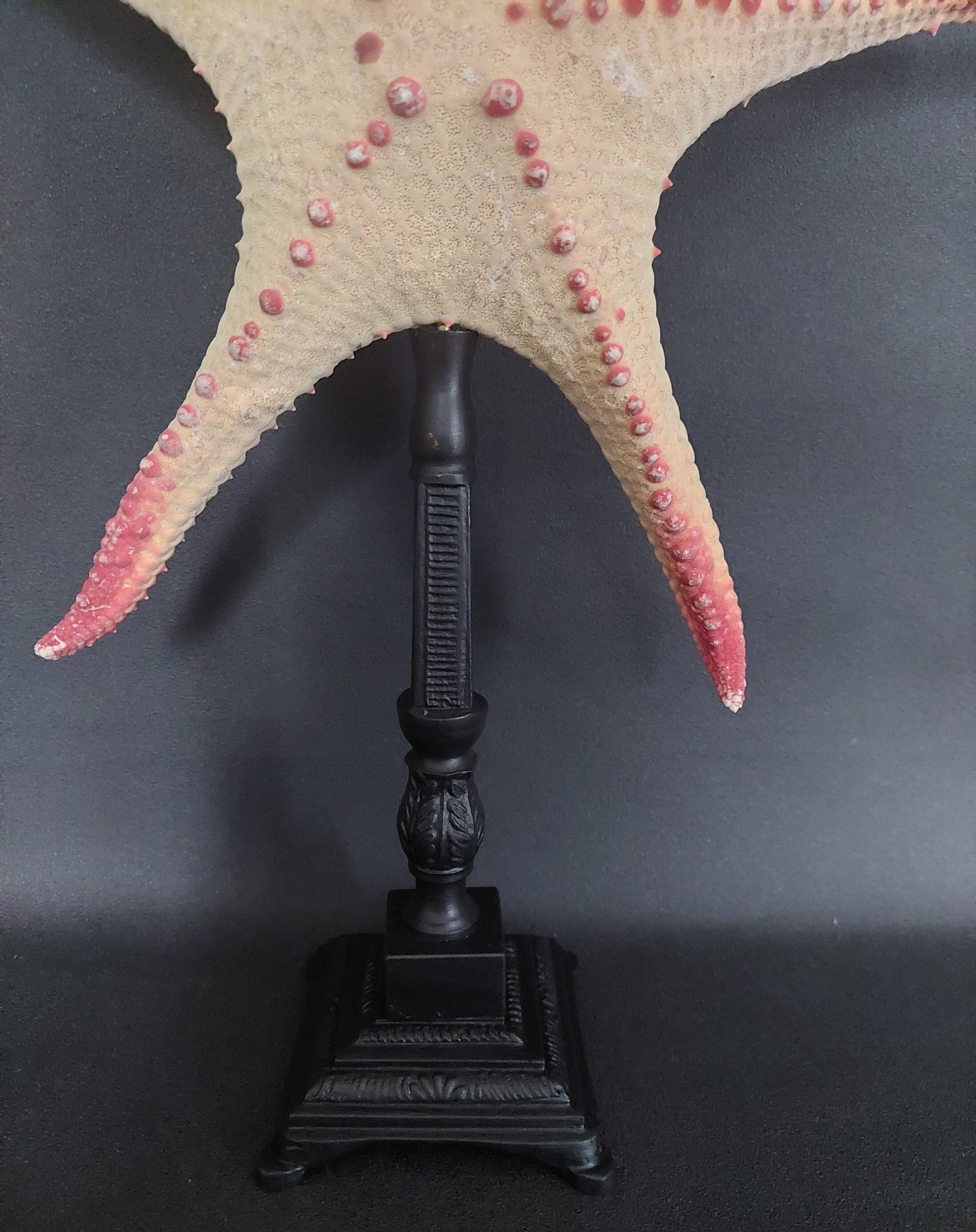 Cabinet of Curiosities starfish poraster superbus on base
