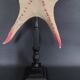 Cabinet of Curiosities starfish poraster superbus on base