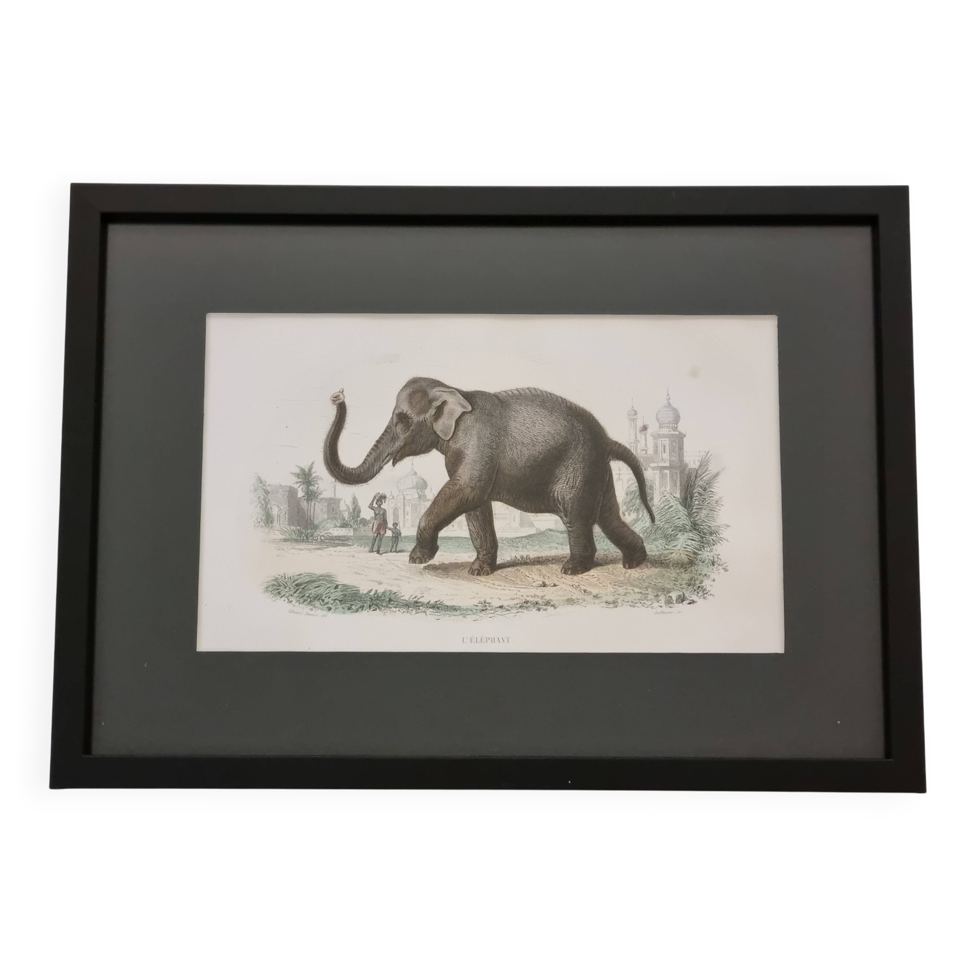 Framed vintage gravure of an Asian elephant, natural history, 19th century, 23x32 cm.