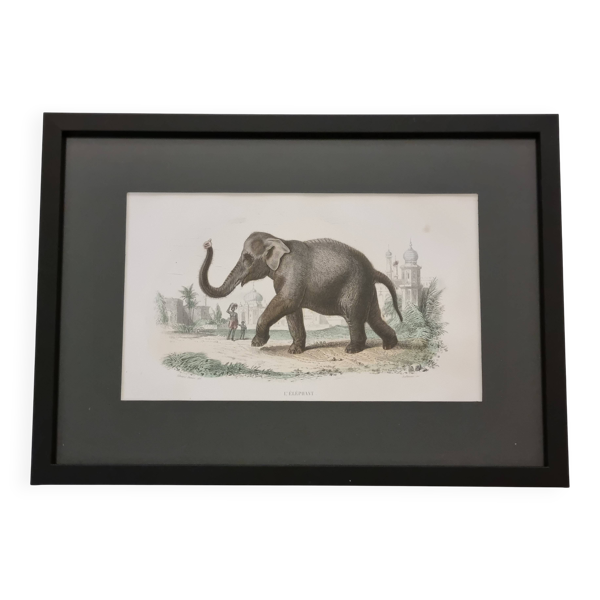 Gravure encadrée vintage Éléphant d’Asie histoire naturelle, XIXe 23x32 cm