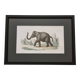 Framed vintage gravure of an Asian elephant, natural history, 19th century, 23x32 cm.