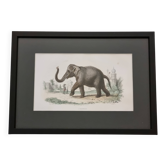 Gravure encadrée vintage Éléphant d’Asie histoire naturelle, XIXe 23x32 cm