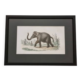 Framed vintage gravure of an Asian elephant, natural history, 19th century, 23x32 cm.