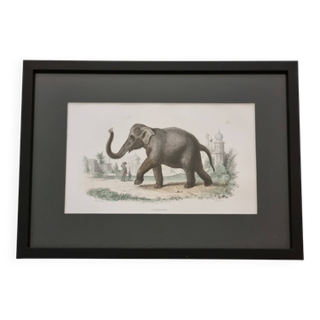 Framed vintage gravure of an Asian elephant, natural history, 19th century, 23x32 cm.