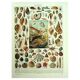 Antique lithograph 1928 - Mollusk, shell, snail, animals