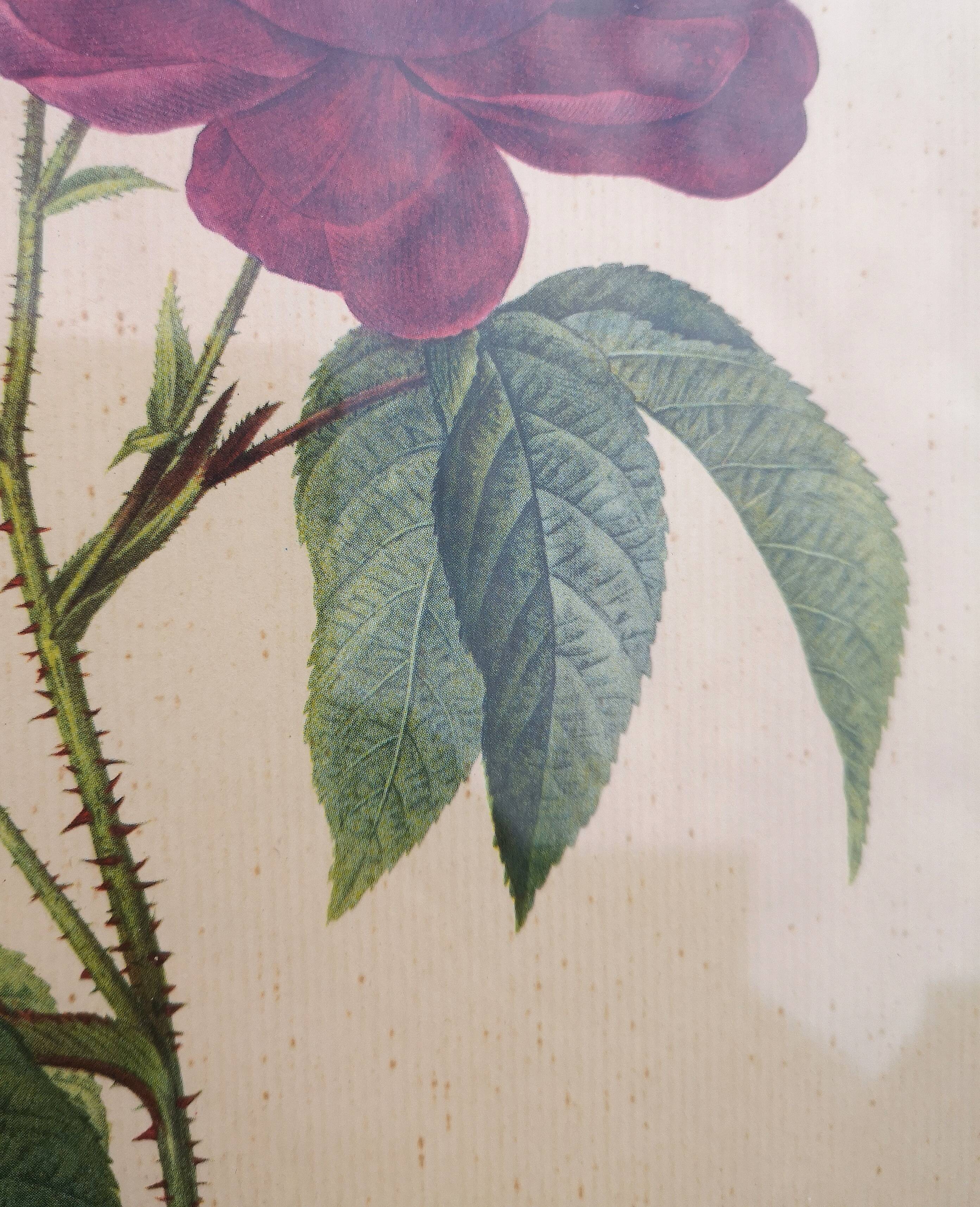 Framed lithograph by Pierre-Joseph Redouté