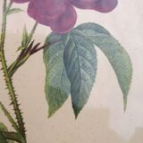 Framed lithograph by Pierre-Joseph Redouté