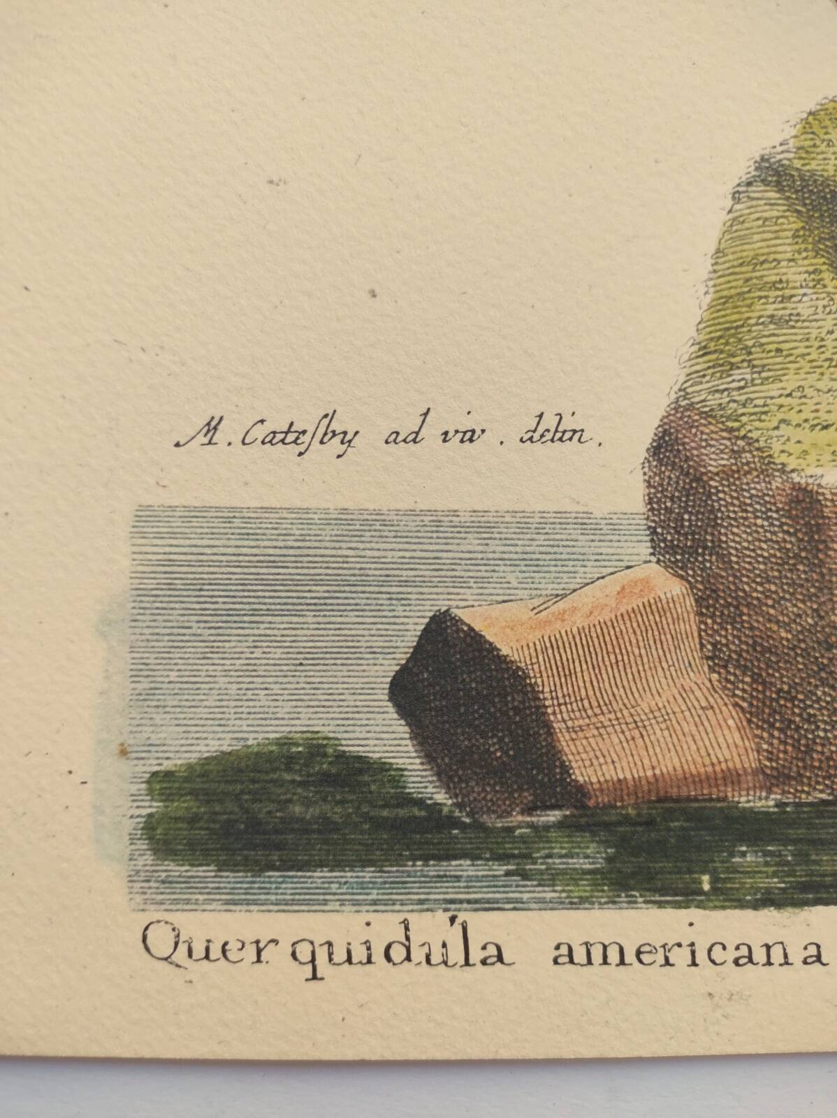 Old bird engraving - Brown Teal - Zoological plate by Seligmann & Catesby de Canard