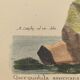 Old bird engraving - Brown Teal - Zoological plate by Seligmann & Catesby de Canard