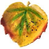 Leaf-shaped dish in glazed ceramic, 1960s-70s