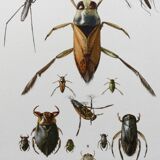 Insect wall decoration. Original plate 1969.