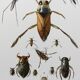 Décoration murale insectes.  Planche originale 1969.