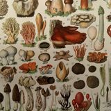 Lithograph on mushrooms (Lenzite flaccid) - 1900