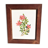 Botanical drawing