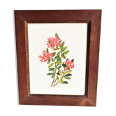 Botanical drawing