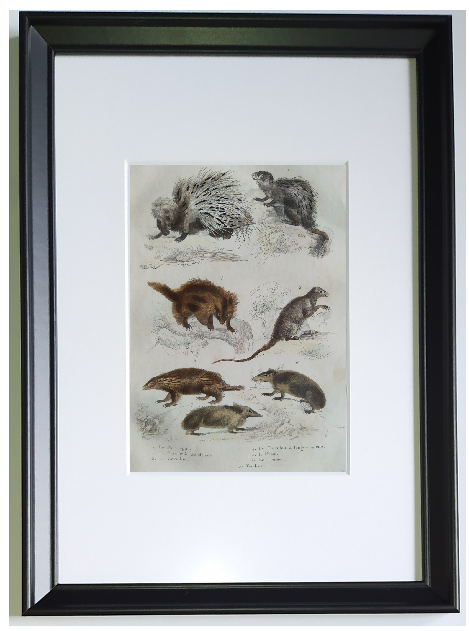 Original zoological plate "porcupine, Malaca porcupine, coendou,... - Buffon 1838