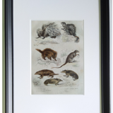 Original zoological plate " porcupine, porcupine of malaca, coendou,... - buffon 1838