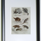 Original zoological plate "porcupine, Malaca porcupine, coendou,... - Buffon 1838
