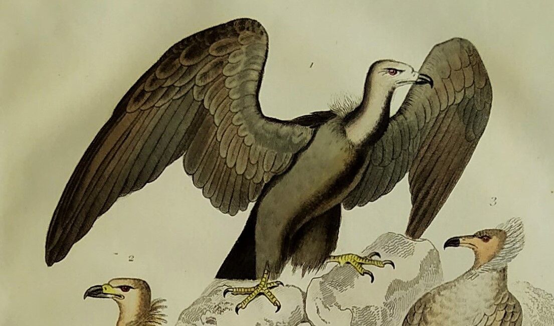 Planche Ornithologique originale " Vautour - Vautour Aigrette - &c.... " Buffon 1836