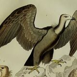 Original Ornithological plate " Vautour - Vautour Aigrette - &c.... " Buffon 1836