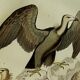 Planche Ornithologique originale " Vautour - Vautour Aigrette - &c.... " Buffon 1836