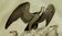 Original ornithological plate "Vulture - Egret Vulture - &c.... " Buffon 1836