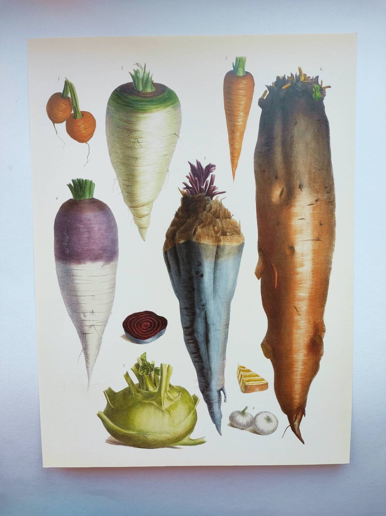 Garden Vegetable Illustration - Vintage Botanical Vegetable Garden Illustration Vilmorin - Red Carrot