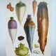 Garden Vegetable Illustration - Vintage Botanical Vegetable Garden Illustration Vilmorin - Red Carrot