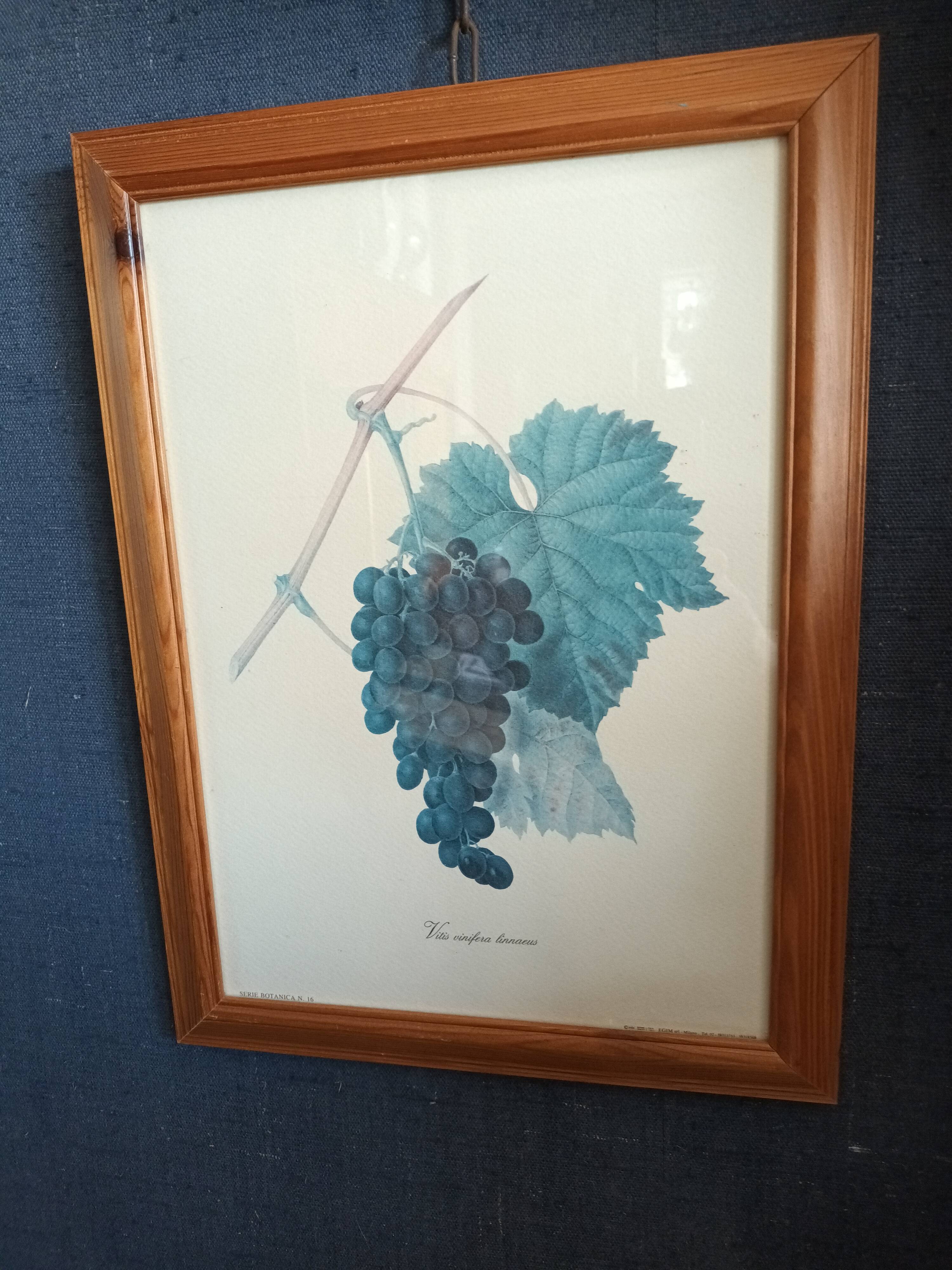 Botanical lithographs bunch of grapes